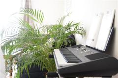 家里种什么植物风水好又旺财